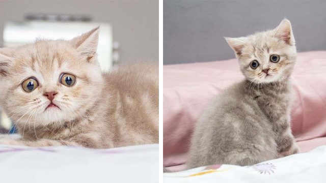 Gatita con mirada de preocupación voló a través de continentes para estar con la familia de sus sueños
