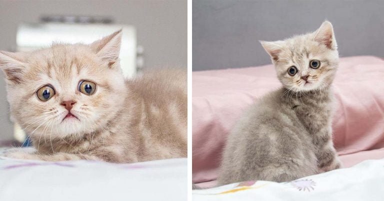 Gatita con mirada de preocupación voló a través de continentes para estar con la familia de sus sueños