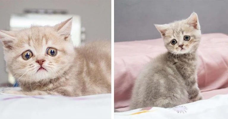 Gatita con mirada de preocupación voló a través de continentes para estar con la familia de sus sueños