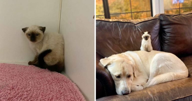 Gatito muy enojado se transforma con la ayuda de un labrador gigante