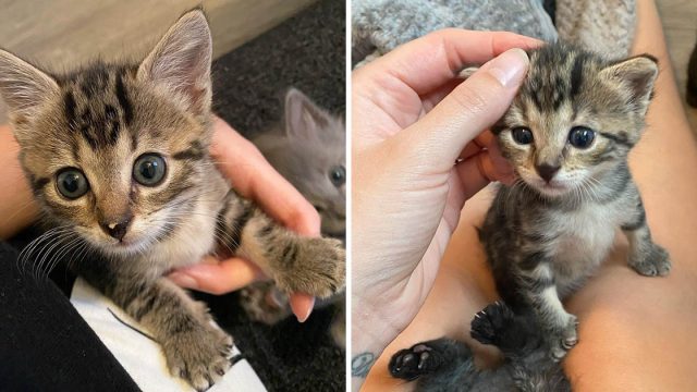 Gatita insiste en sentarse regazo madre acogida