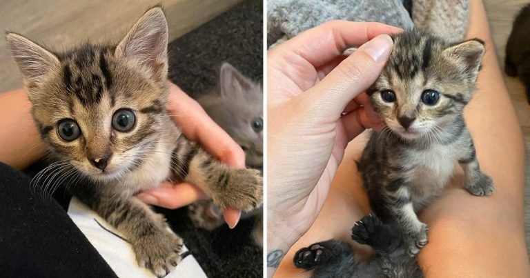 Gatita insiste en sentarse regazo madre acogida