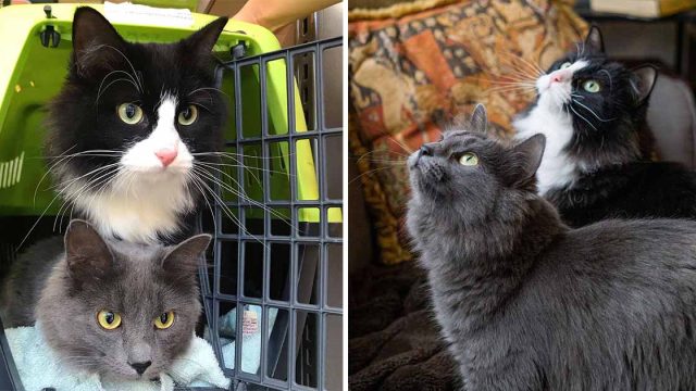 Gatita llevó a su hermana con la mujer que fue amable con ella