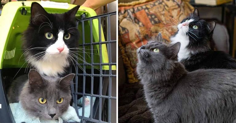Gatita llevó a su hermana con la mujer que fue amable con ella