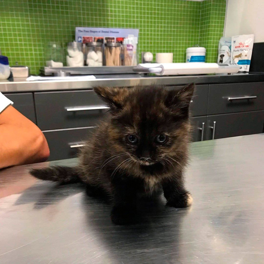 Gatita rescatada veterinario