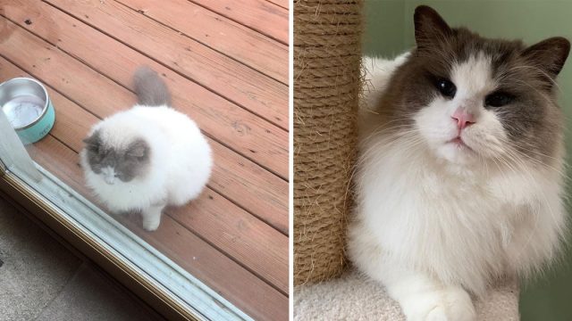 Gatito abandonado encuentra familia sueños