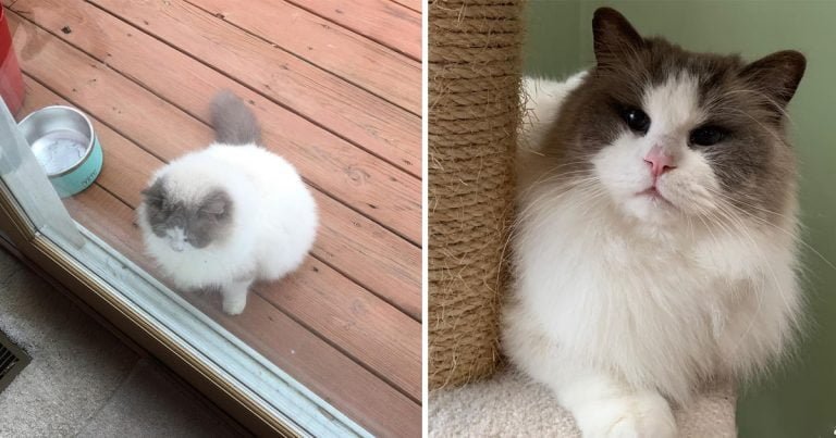 Gatito abandonado encuentra familia sueños