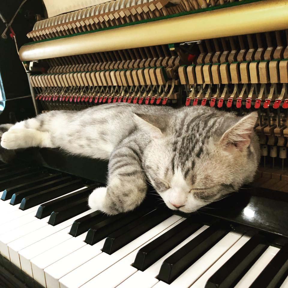 Gatito duerme en el piano