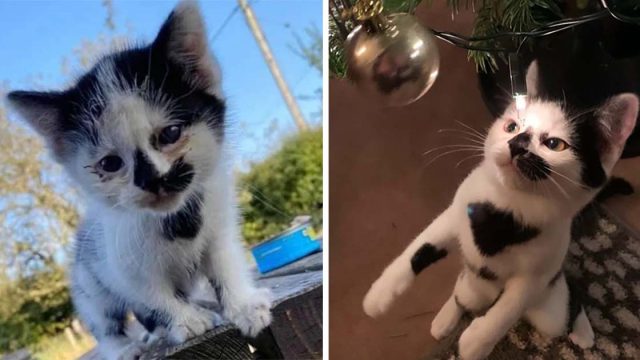 Gatito feliz de encontrar una familia después de ser rechazado por su madre