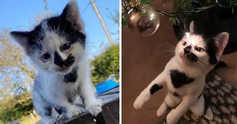 Gatito feliz de encontrar una familia después de ser rechazado por su madre