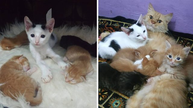 Gatito huérfano cuela nido gatitos familia