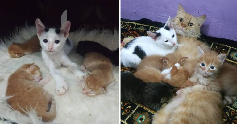 Gatito huérfano cuela nido gatitos familia