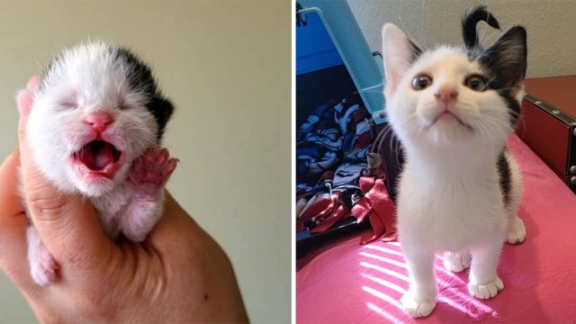 Gatito pide atención a todos esperando que lo noten y ahora su sueño se hace realidad
