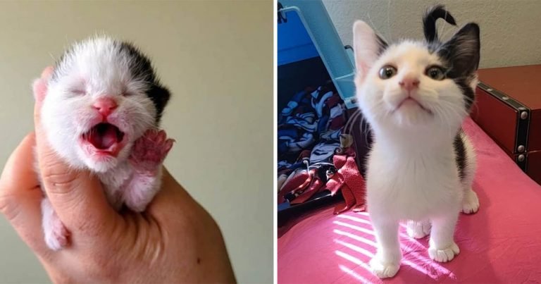 Gatito pide atención a todos esperando que lo noten y ahora su sueño se hace realidad