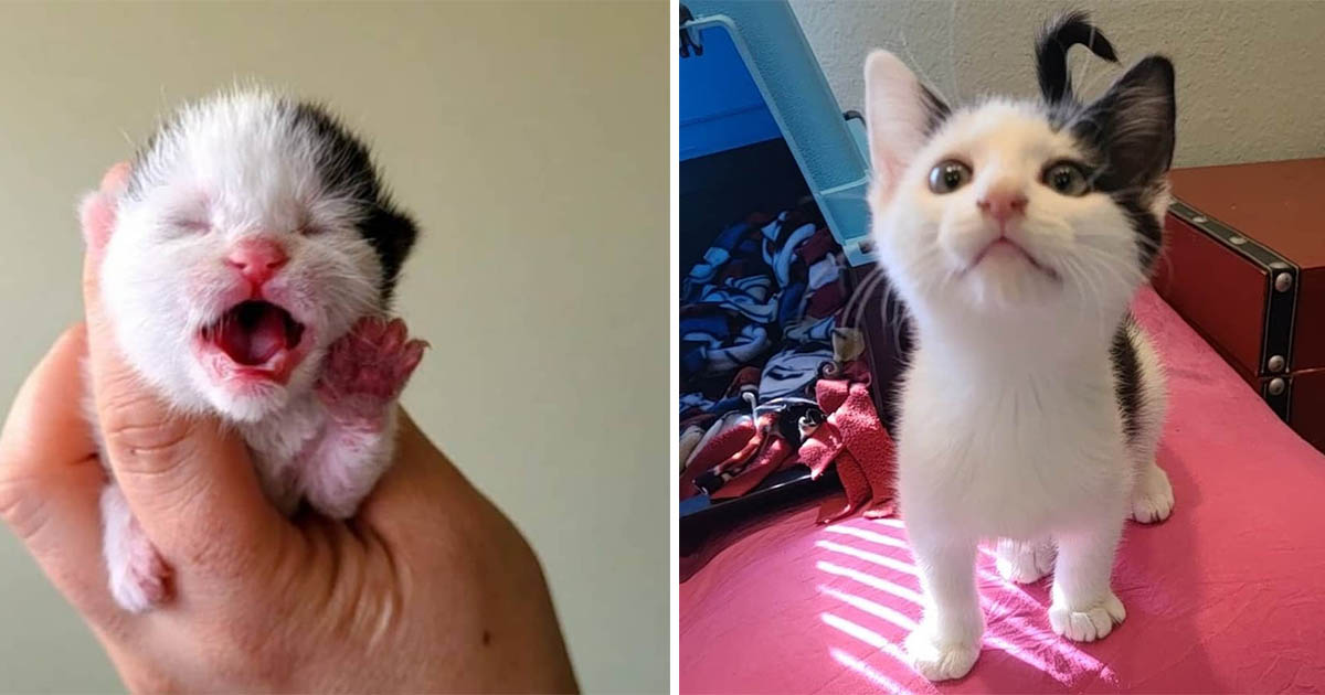 Gatito pide atención a todos esperando que lo noten y ahora su sueño se hace realidad