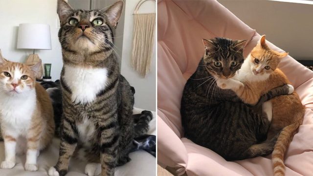 Gatito rescatado se aferra al gato residente