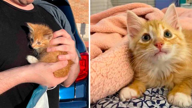 Gatito se aferró a su salvador después de ser encontrado y su vida cambió para siempre