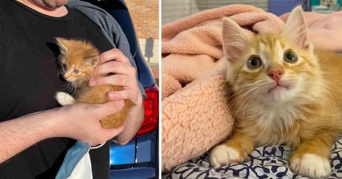 Gatito se aferró a su salvador después de ser encontrado y su vida cambió para siempre