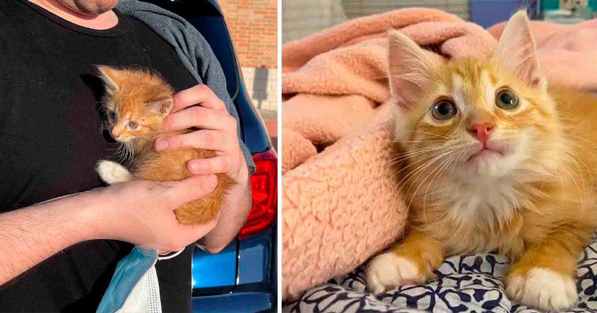 Gatito se aferró a su salvador después de ser encontrado y su vida cambió para siempre