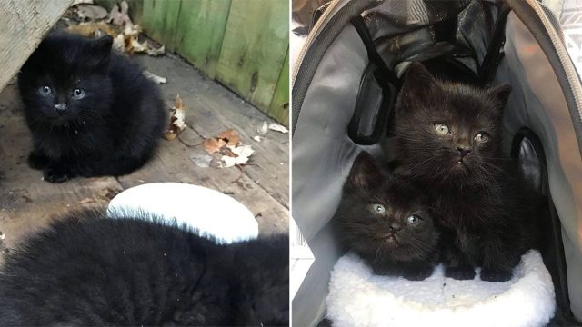 Gatitos se acercan al jardín de esta familia