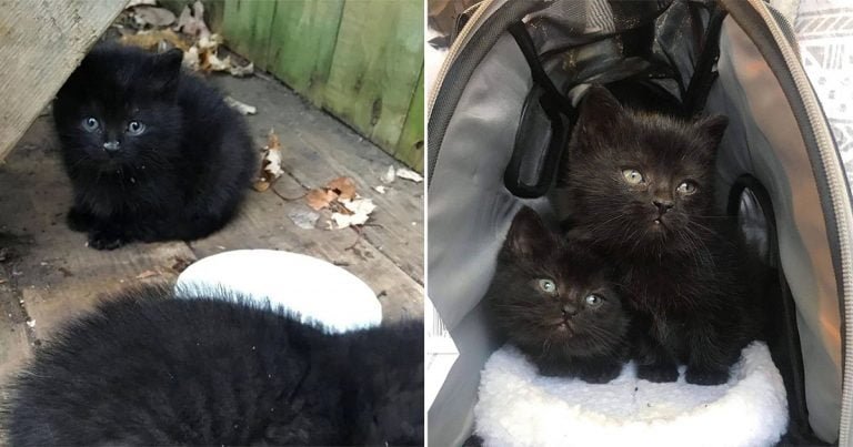 Gatitos se acercan al jardín de esta familia