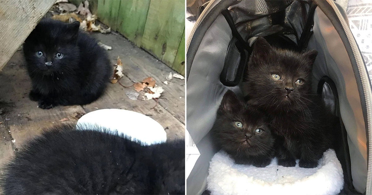 Gatitos se acercan al jardín de esta familia