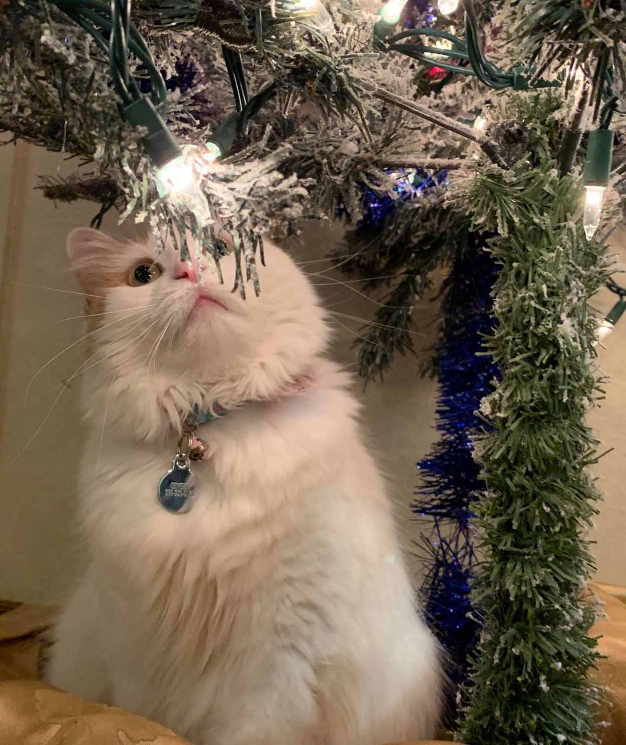 Gato se deprime por el árbol de navidad
