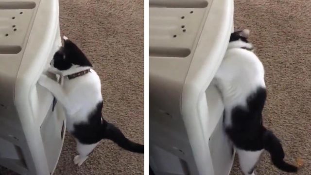Gato escucha la voz de mamá proveniente de los parlantes e intenta encontrarla