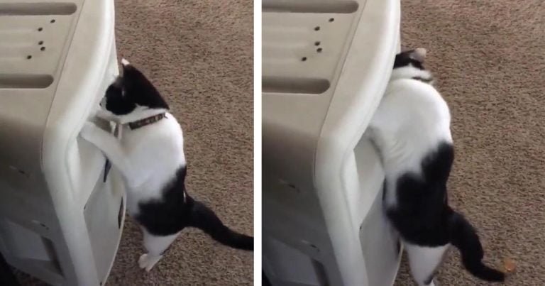 Gato escucha la voz de mamá proveniente de los parlantes e intenta encontrarla