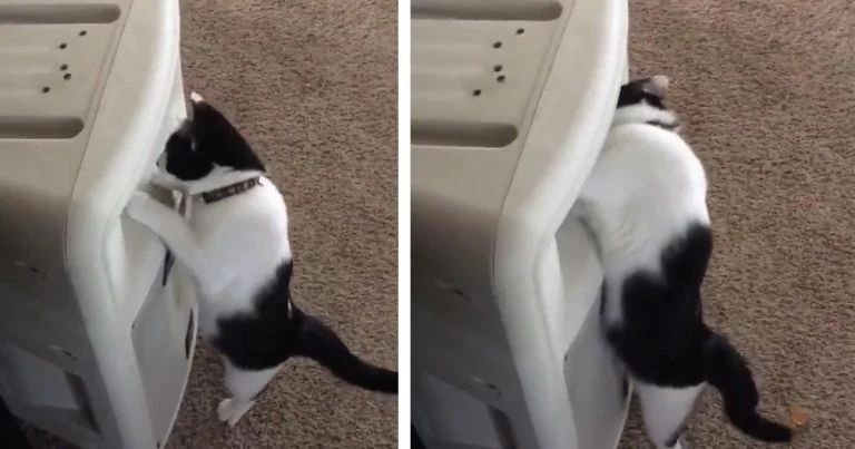 Gato escucha la voz de mamá proveniente de los parlantes e intenta encontrarla