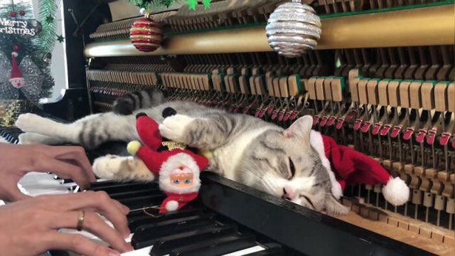 Gato recibe masaje con los martillos del piano mientras papá toca canciones navideñas