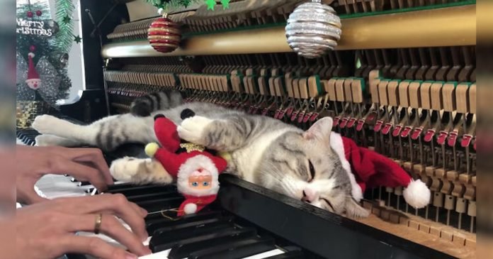 Gato recibe masaje con los martillos del piano mientras papá toca canciones navideñas