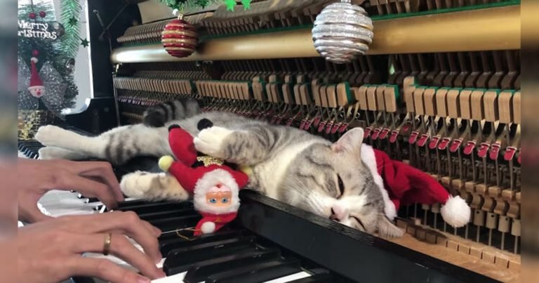Gato recibe masaje con los martillos del piano mientras papá toca canciones navideñas
