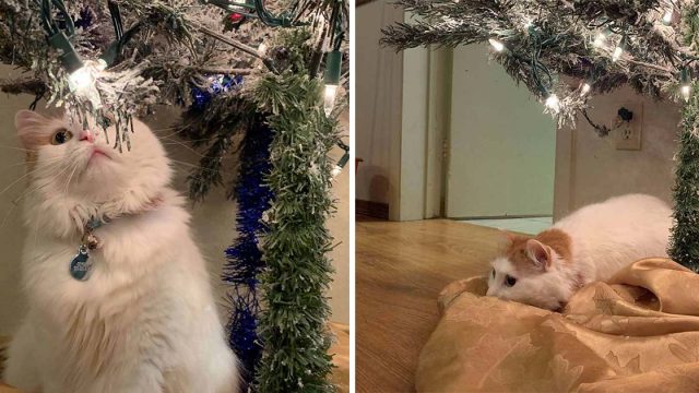 Gato se deprime cuando el árbol de Navidad desaparece cada año