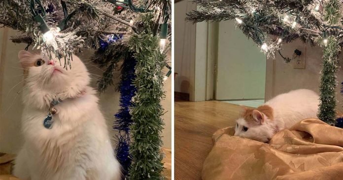 Gato se deprime cuando el árbol de Navidad desaparece cada año