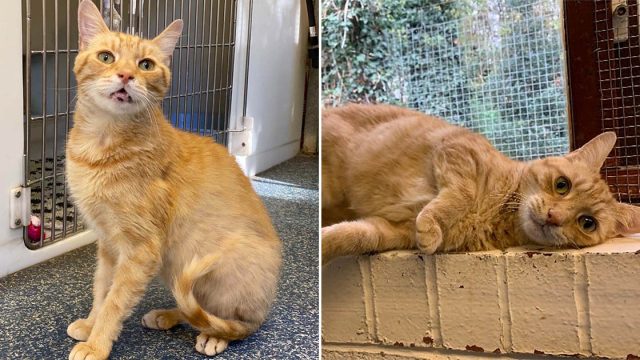 Gato triste busca hogar después de ser devuelto