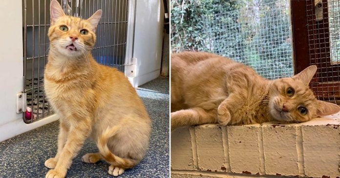Gato triste busca hogar después de ser devuelto