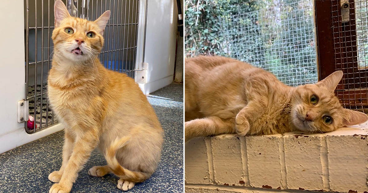 Gato triste busca hogar después de ser devuelto