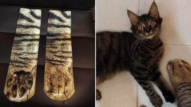 Gatos tienen la reacción más adorable