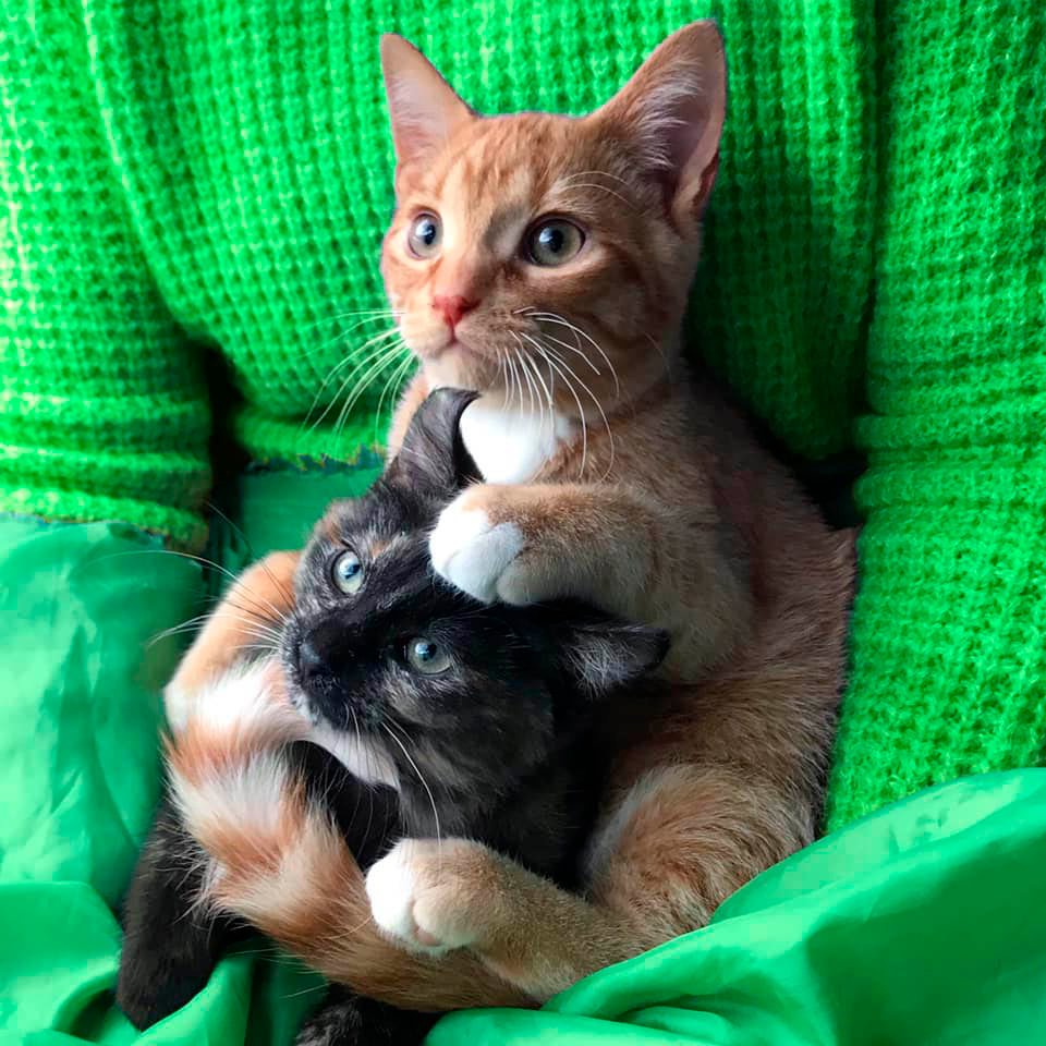 Hermanos adoptivos