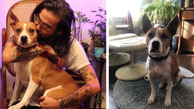 Hombre elige la cárcel en lugar de devolver a su perro a su antiguo empleador