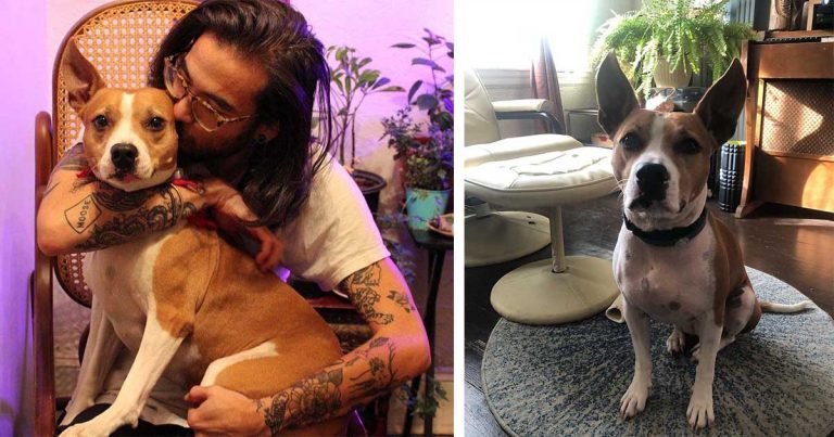Hombre elige la cárcel en lugar de devolver a su perro a su antiguo empleador