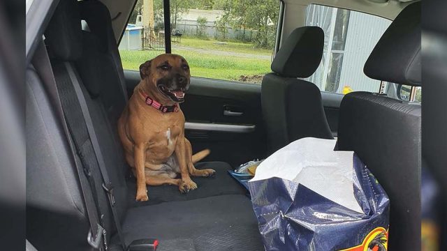 Mujer deja la puerta de su auto abierta y encuentra a alguien adorable adentro