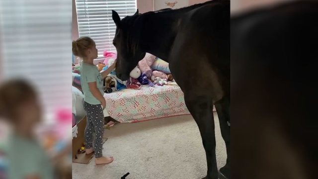 Niña ama tanto a los caballos que los mete a escondidas en su habitación