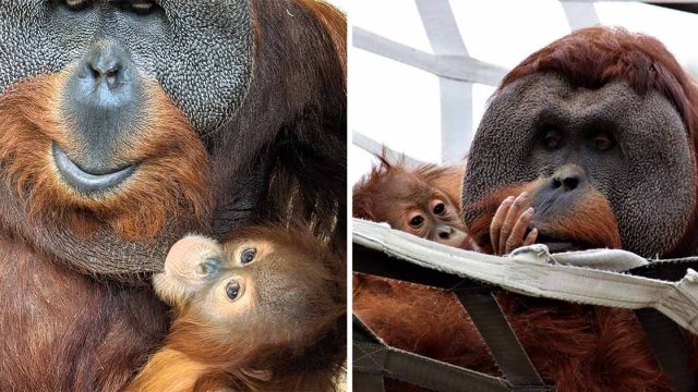 Orangután macho cuida bebe