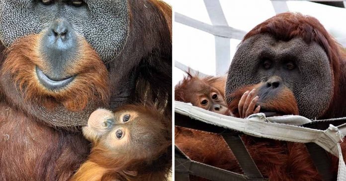 Orangután macho cuida bebe