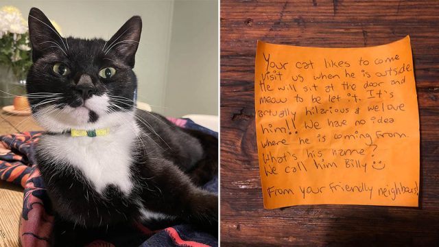 Pareja ve que su gato regresa con nota en collar
