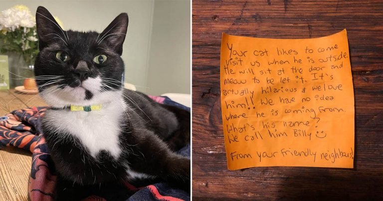 Pareja ve que su gato regresa con nota en collar