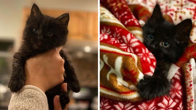 Pequeño gatito está emocionado de encontrar a la familia de sus sueños