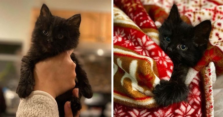 Pequeño gatito está emocionado de encontrar a la familia de sus sueños